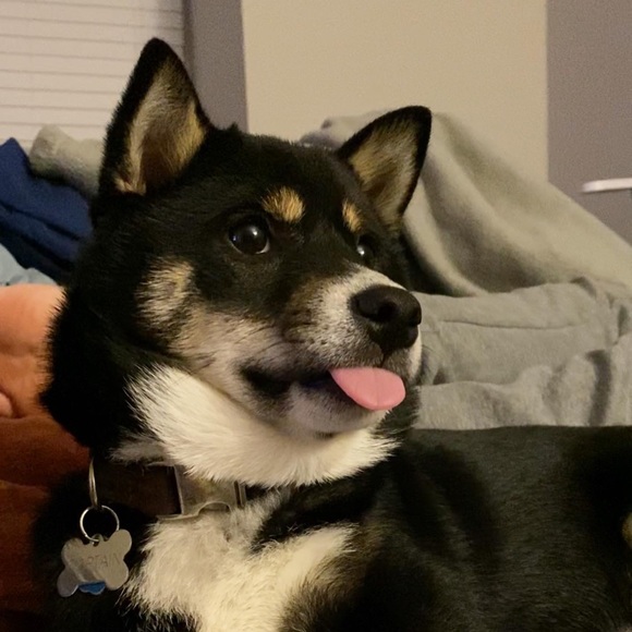 Meet your Posher, Jodie - Picture 3 of 7